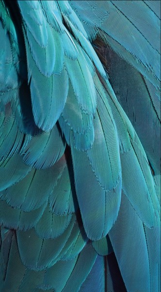GREEN MNKY Backcover Skin Smartphone 7" (Struktur Serie) "Blue Feather Dream" [3 Stück]